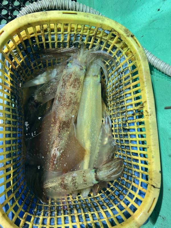 釣果写真